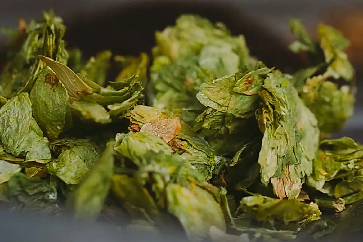 2hops-and-grain-beer-weetwood-1-1 2 Close up image of hops and grain ingredients used in beer brewing.